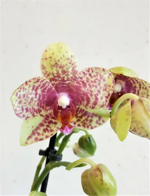Орхидея Phalaenopsis Arlekin (отцвёл)