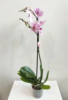 Орхидея Phalaenopsis