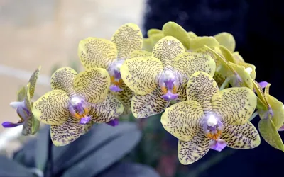 Орхидея Фаленопсис мини Пятнистая 1 ствол (Phalaenopsis)