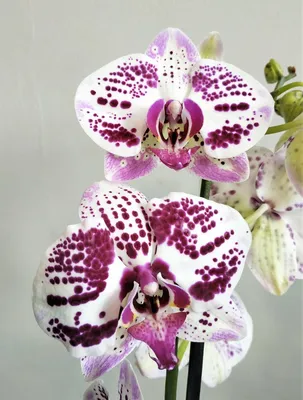 Орхидея Phalaenopsis Yellow Polka Dots, multiflora (отцвёл)