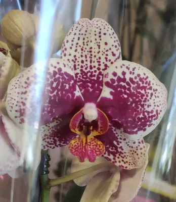 Орхидея Phalaenopsis Cassie (отцвел)