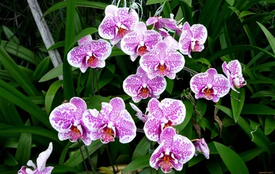 Орхидея Фаленопсис Мультифлора 2 ствола Пятнистая (Phalaenopsis Multiflora)
