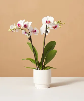 Орхидея Фаленопсис Пятнистая 1 ствол (Phalaenopsis)