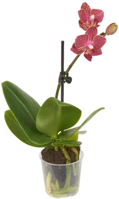 Орхидея пятнистая фото фотографии