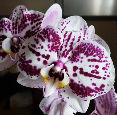 Орхидея Фаленопсис Пятнистая Фиолетовая 2 ствола (Phalaenopsis)