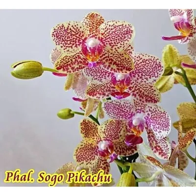 Орхидея пикачу фото фотографии