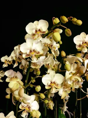 Орхидея пико чип фото фотографии