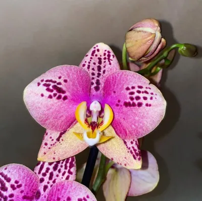 Орхидеи для Вас - 🌺 Стандарт. Прекраснейший \"Пиниф\"!!!😍 2... | Facebook