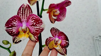 Пиниф - \"Чудесные орхидеи\"
