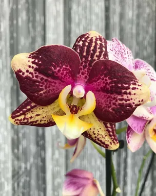 Орхидея Пиниф // Phal. Pinif - YouTube
