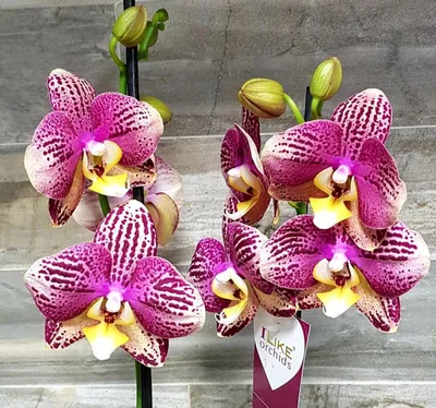 В наличии! Орхидея Пиниф, красотка на 2 цветоноса, высота 60 см - 390 грн  Отправка по... - Орхидеи Фаленопсис - Orha_ua продажа, уход, полезные  советы | Facebook