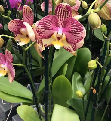Орхидея Пиниф – купить в Москве, цена 1 500 руб., продано 9 января 2021 –  Растения и семена