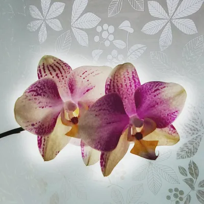 Орхидеи цветут. Обзор 2021. Часть 5. Шикарное цветение Пиниф, новый пелор,  лимонная бабочка и др... | Орхидеи, Цветение, Орхидея