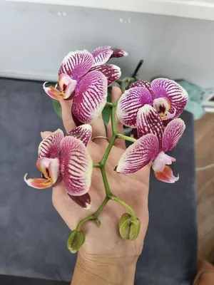 phalaenopsis pinyf orchid winter Kyiv фаленопсис орхідея Пініф - YouTube