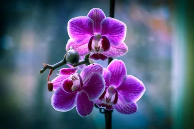 Цветущая орхидея пиниф с тремя …» — создано в Шедевруме