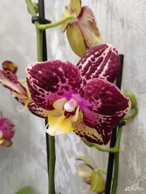 Орхидея пиниф - красивые фото