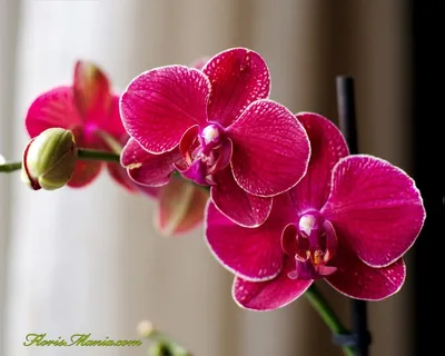 🌺ОРХИДЕИ || ПРОДАЖА|| РОСТОВ on Instagram: \"Цветушая орхидея Пиниф- Флеш 2  цветоноса, 12 горшок Цветок стандарт 8 см . 6 броней - 1850р❌❌❌ ПЕРЕДЕРЖКИ  НЕТ! УЧИТЫВАЙТЕ СВОИ ПОГОДНЫЕ УСЛОВИЯ! . Брони все