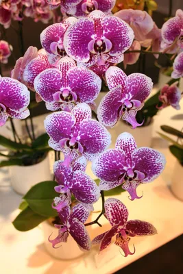 Почему орхидея цветет не как на картинке | Олесечкины сказки | Дзен
