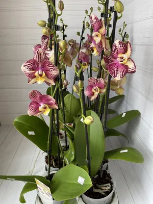 Орхидея Пиниф – купить в Москве, цена 1 500 руб., продано 9 января 2021 –  Растения и семена