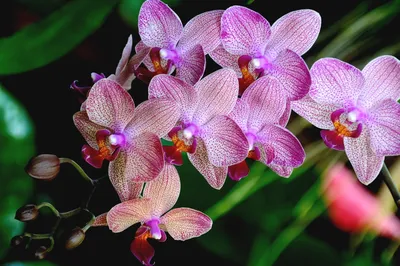 Орхидея пиниф бабочка - 71 фото
