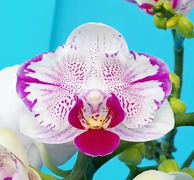 Орхидея Пиниф сортовая: 6 000 тг. - Комнатные растения Астана на Olx