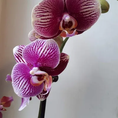 Продажа редких эксклюзивных орхидей | Санкт-Петербург on Instagram: \"На  видео очаровательный Пиниф бабочка из наличия😍 🩷 #фаленопсис #орхидея  #orchids #цветы #orchidworld #orchidlover #flowers #orchidflower #orchid  #orchidshare #orchidgarden ...