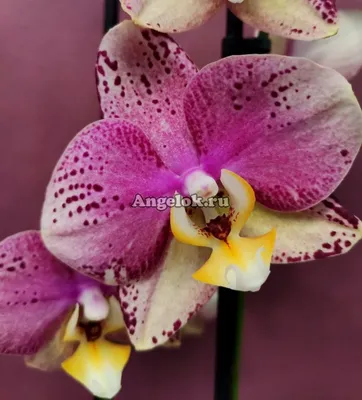 Орхидея фаленопсис Пиниф (Flash) очень яркие купить в Тамбове | Товары для  дома и дачи | Авито