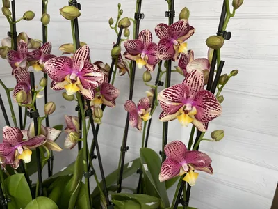 Орхидея Пиниф - 51 фото