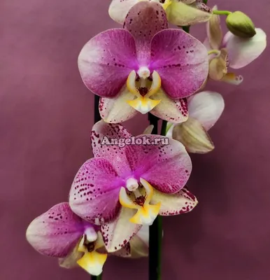 Пиниф бабочка орхидея - 60 фото