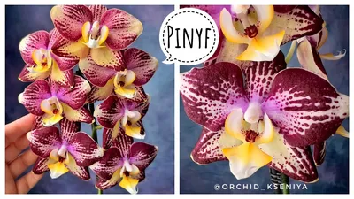 Phal. Pinif 2.5 | Passiflora.ru - Сервис коллективных заказов