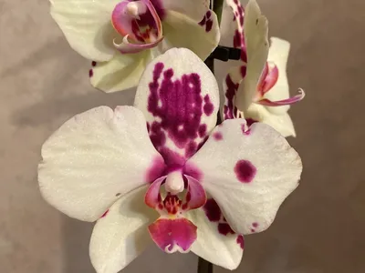 Орхидея Пиниф Фото – Telegraph
