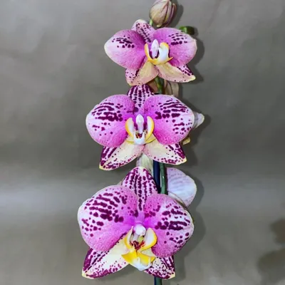 Три правила полива орхидеи | Олесечкины сказки | Дзен