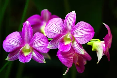 Пиниф бабочка орхидея - 60 фото