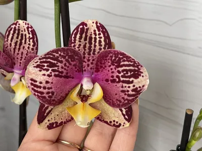 Орхидея фаленопсис: 270 грн. - Комнатные растения Киев на Olx