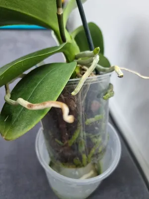 Орхидея пиниф - 56 фото