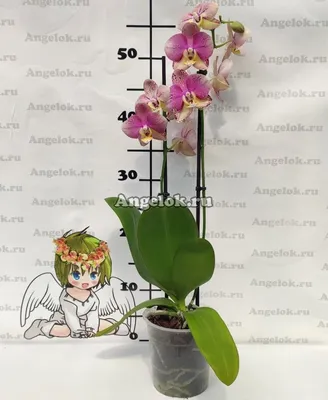 Орхидея пиниф фото фотографии