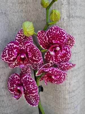 Орхидеи - красивые картинки (62 фото)