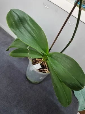 Орхидея Пиниф сортовая: 6 000 тг. - Комнатные растения Астана на Olx