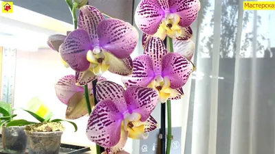 ОРХІДЕЇ КИЇВ ( Sky Orchids ) on Instagram: \"Пиниф. Цветок - 8 см. Цена на 1  цветонос - 320 грн, на 2 цветоноса - 360 грн. #орхидея #орхидеякиев  #орхидеякупить ⠀ #орхидея ⠀⠀ #