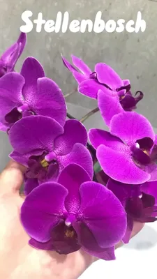 Фаленопсис Пиниф (Phalaenopsis Pinyf) — купить в интернет-магазине Ангелок