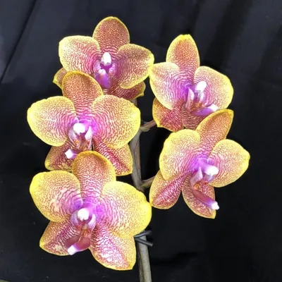 Орхидея галакси - 59 фото