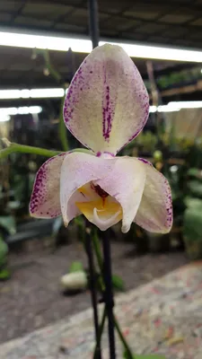 Орхидея Пиниф - 51 фото
