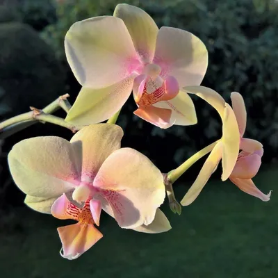 Как часто пересаживать орхидею | Олесечкины сказки | Дзен
