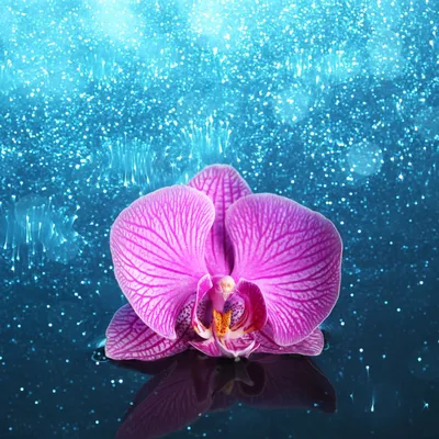 Пиниф орхидея - 77 фото