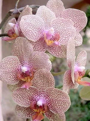 Орхидея пиниф (66 фото) »