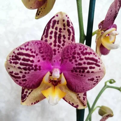 Шикарный Пиниф | Домашнее цветение голландской орхидеи |Фактурный,  рельефный фаленопсис phal. Pinyf - YouTube