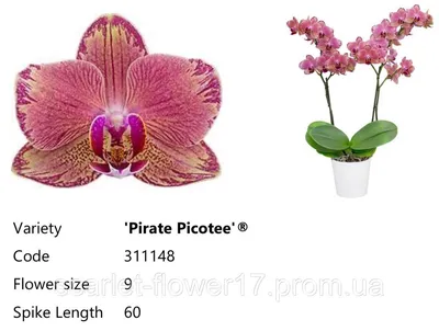 Орхидея пират пикоти фото фотографии