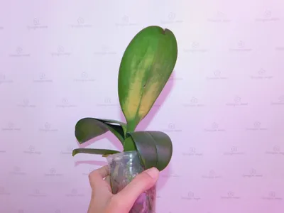 Орхидея подмерзла фото