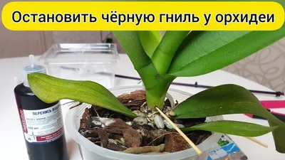 Орхидея подмёрзла - Форум - Фаленопсис - Орхидеи - Комнатные растения -  GreenInfo.ru