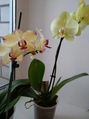 Орхидея Фаленопсис Попугай купить